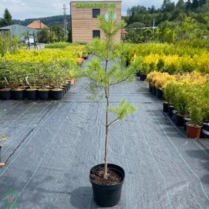 Borovica limbová (Pinus cembra) ´LIMBA´ – výška 100-120 cm, kont. C7.5L